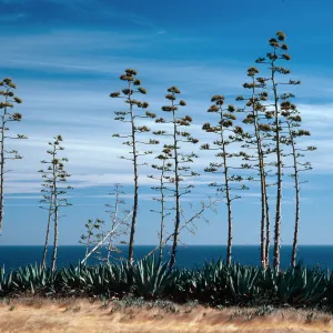 Agaves (Century Plant), Pelican Bay, Santa Cruz Island