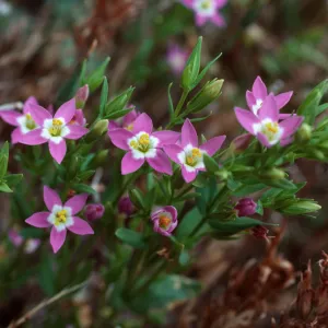 Centaurium davyi, SC-678, West of Prisoners Harbor, Santa Cruz Island