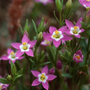 Centaurium davyi, SC-678, West of Prisoners Harbor, Santa Cruz Island