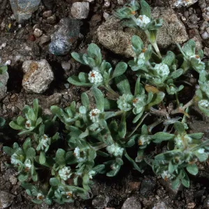 Psilocarphus tenellus, Coches Road, Santa Cruz Island
