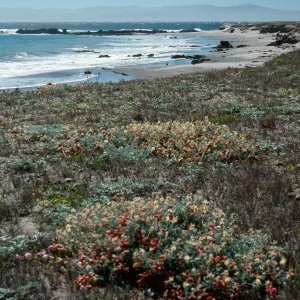 Astragalus miguelensis, Forneys Cove, Santa Cruz Island