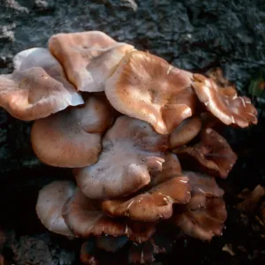 fungi on Quercus agrifolia (Coastal Live Oak), Caï¿½ada Del Puerto, Santa Cruz Island