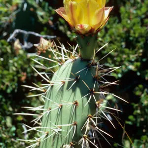 Opuntia littoralis, Santa Cruz Island