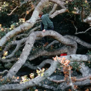 Quercus agrifolia (Coastal Live Oak), Caï¿½ada Del Puerto, Santa Cruz Island
