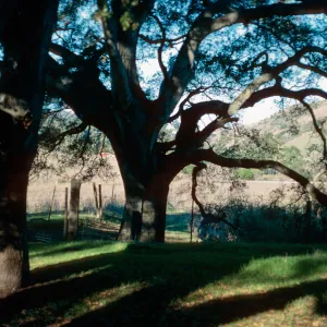 Quercus agrifolia (Coastal Live Oak), East of ranch, Santa Cruz Island
