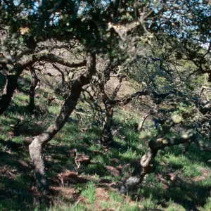 Quercus dumosa, near navy base, Santa Cruz Island