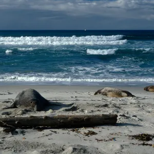  male Elephant seals, Charcoal Cove, Simonton Cove, San Miguel Island