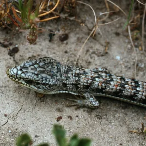 Alligator Lizard, near Dry Lake, San Miguel Island