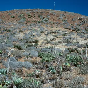 Agave (Century Plant), Southwest side, West San Benito Island