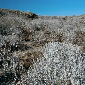 Euphorbia misera, East San Benito Island