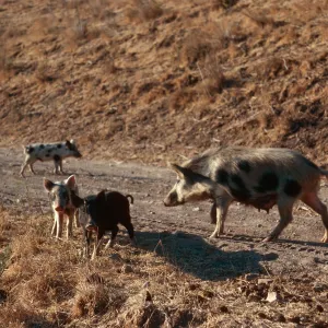 pigs, near dump, Santa Cruz Island