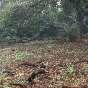 pig-damaged area w/Chenopodium californicum, Zigadenus fremontii, upper Islay Canyon, Santa Cruz Island