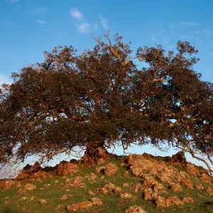 Quercus, ridge by Peak 1848, Santa Cruz Island