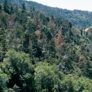 Christy Pines, West of Buena Vista, Santa Cruz Island