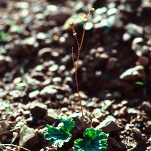 Jepsonia malvifolia, South ridge, Santa Cruz Island