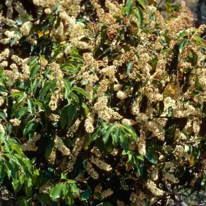 Prunus lyonii, Alameda de Coches Prietos, Santa Cruz Island