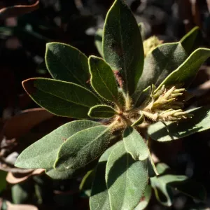 Arctostaphylos tomentosa, subcordata, South Ridge Road, 0.5 mile East of Willows Anchorage, Santa Cruz Island