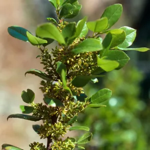Rhamnus pirifolia, Alameda de Coches Prietos, Santa Cruz Island