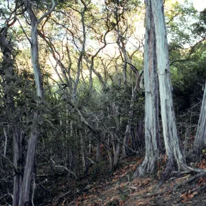 Jack Leishmans exclosure, Lyonothamnus grove at head of Cañada de La Mina, just West of Ridge Road, Santa Cruz Island