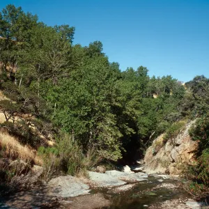 Populus trichocarpa, Canada Larga, Santa Cruz Island
