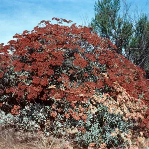 Eriogonum arborescens x giganteum, South ridge near Islay Canyon, Santa Cruz Island