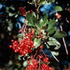 Heteromeles arbutifolia, West of Prisoners Harbor, Santa Cruz Island
