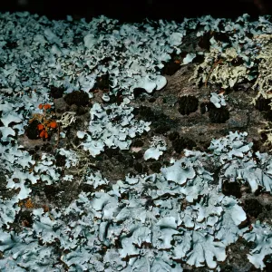 lichens on oak limb, Quercus agrifolia (Coastal Live Oak), canyon East of Lagunitas Secas, Santa Cruz Island
