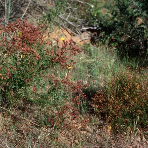 Helianthemum greenei, H. scoparium, road South of Stanton Ranch, Santa Cruz Island