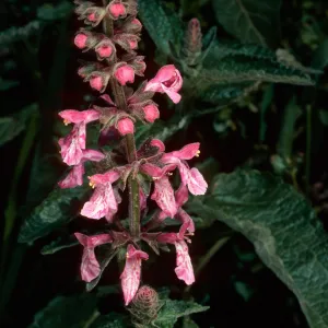 Stachys bullata, Santa Cruz Island