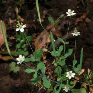 Meconella denticulata, Santa Cruz Island