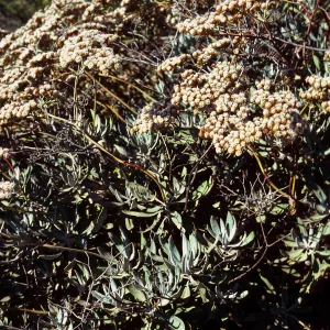 Eriogonum blissianum, South ridge Road , 0.4 mile East of Willows Gate, Santa Cruz Island