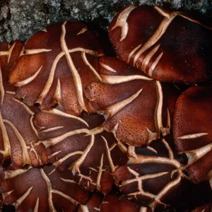 fungus on Quercus agrifolia (Coastal Live Oak), Caï¿½ada Del Medio, Santa Cruz Island