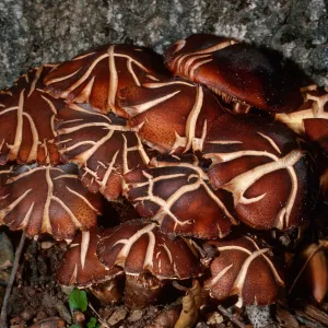 fungus on Quercus agrifolia, (Coastal Live Oak) Cañada Del Medio, Santa Cruz Island