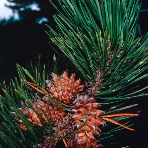 Pinus muricata, Eastern Pines, Santa Cruz Island