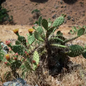 Opuntia littoralis, near Cueva Valdez, Santa Cruz Island