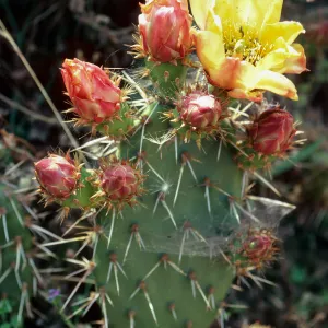 Opuntia littoralis, Olsens Cave mouth, Santa Cruz Island