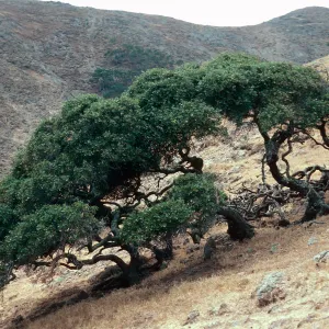 Quercus pacifica, Northeast of Î” Mesa on shore side, Santa Cruz Island