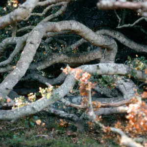 Quercus agrifolia (Coastal Live Oak), Caï¿½ada Del Puerto, Santa Cruz Island