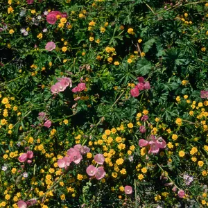 Sidalcea, Lasthenia, Fraser Point, Santa Cruz Island