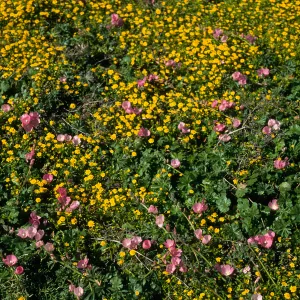 Sidalcea/Lasthenia, Forneys Cove, Santa Cruz Island