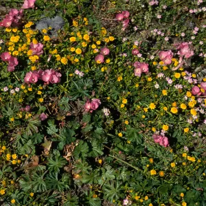 Sidalcea, Lasthenia, Fraser Point, Santa Cruz Island
