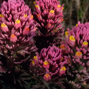Orthocarpus purpurascens, SC-3579, near Point Flats, Santa Cruz Island