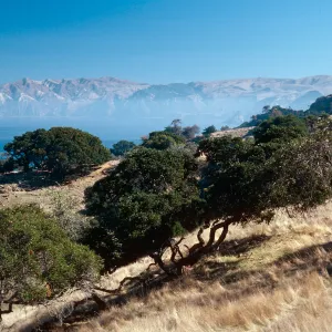 vegetation, East of Pelican Harbor - looking East, Santa Cruz Island