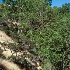 Populus trichocarpa, Canada Larga, Santa Cruz Island