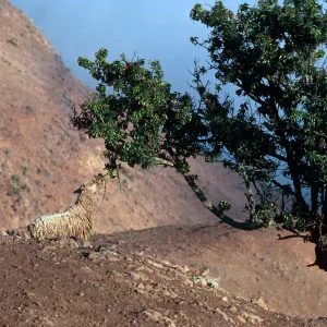 Santa Cruz Island