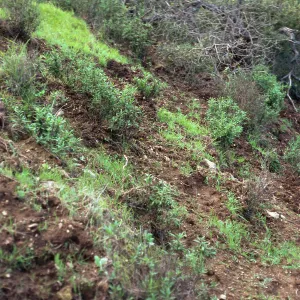 Pig damage, Upper Cascada, Santa Cruz Island