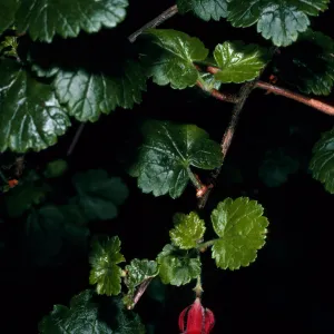 Ribes thacherianum, just East of Campo Raton, Santa Cruz Island