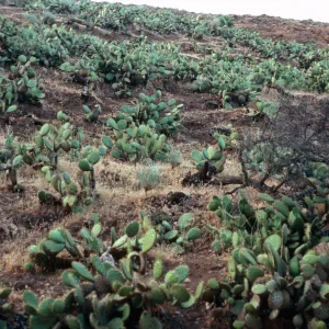 Opuntia (Prickly-pear), lower Orizaba Canyon, Santa Cruz Island