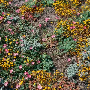 Sidalcea (Checkerbloom), Astragalus (Lockweed), Lupinus (Lupine),, Lasthenia (Goldfields), Fraser Point, Santa Cruz Island