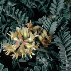 Astragalus miguelensis, cove, North of Forneys, Santa Cruz Island